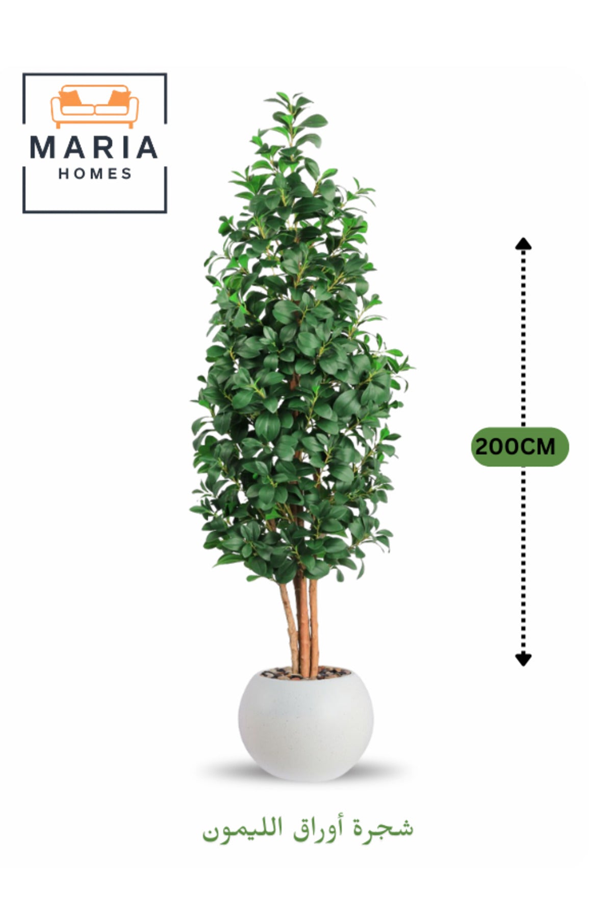 Artificial Lemon Leaf Tree 200 cm Green Foliage in OFF WHITE Plastic Pot for home decor