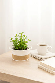 White Ceramic Rope Design Basket Planter Ð Modern Decorative Pot for Home and Office DŽcor