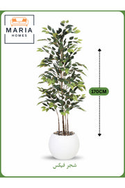 Artificial Ficus Tree 170 cm Ð Indoor Decorative Plant with White Pot