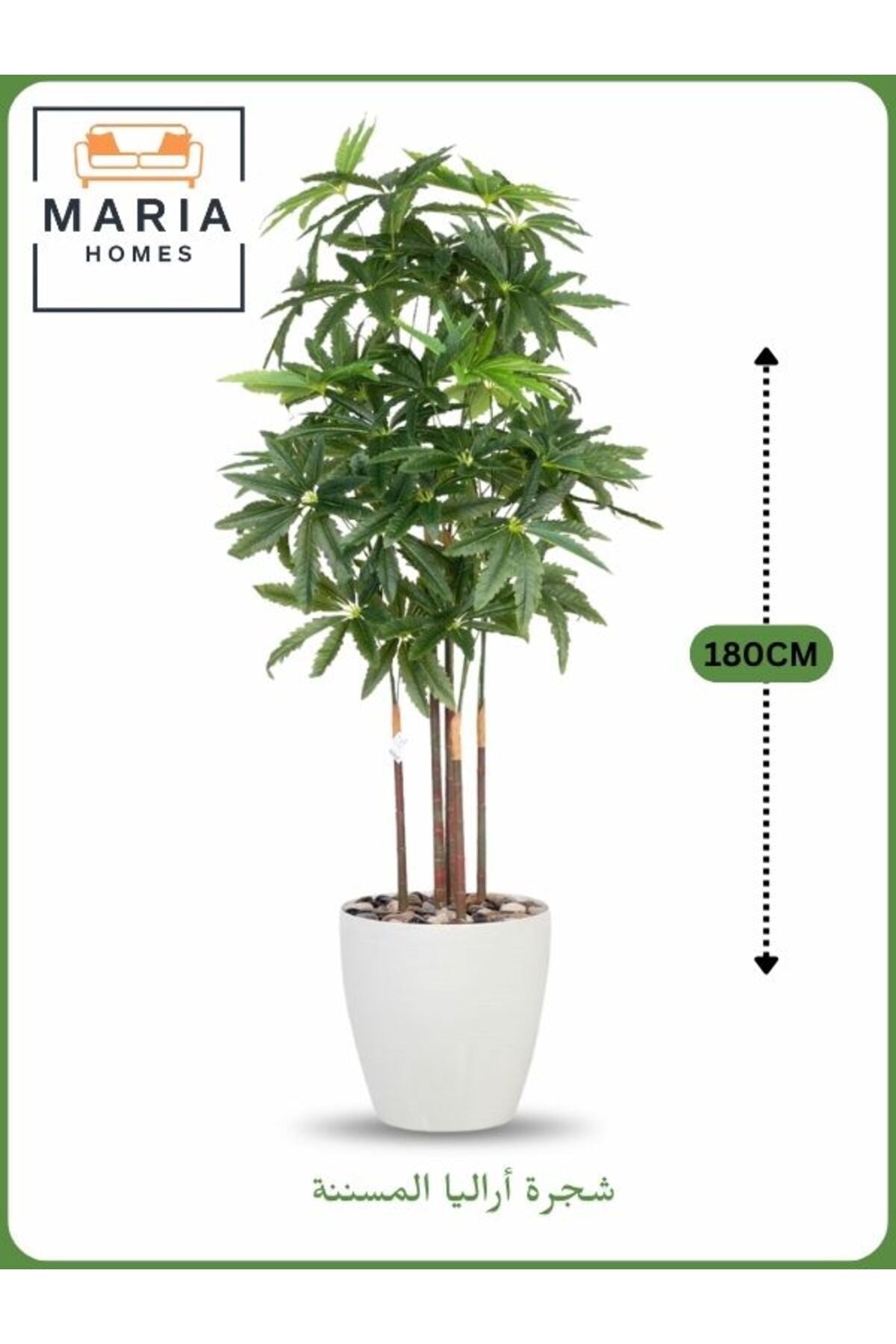 Artificial Aralia Tree 180 cm – 5 Branches in White Plastic Pot