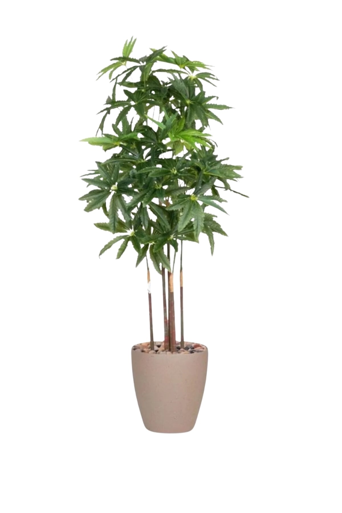 Artificial Aralia Tree 175 cm – 5 Branches in Beige Plastic Pot