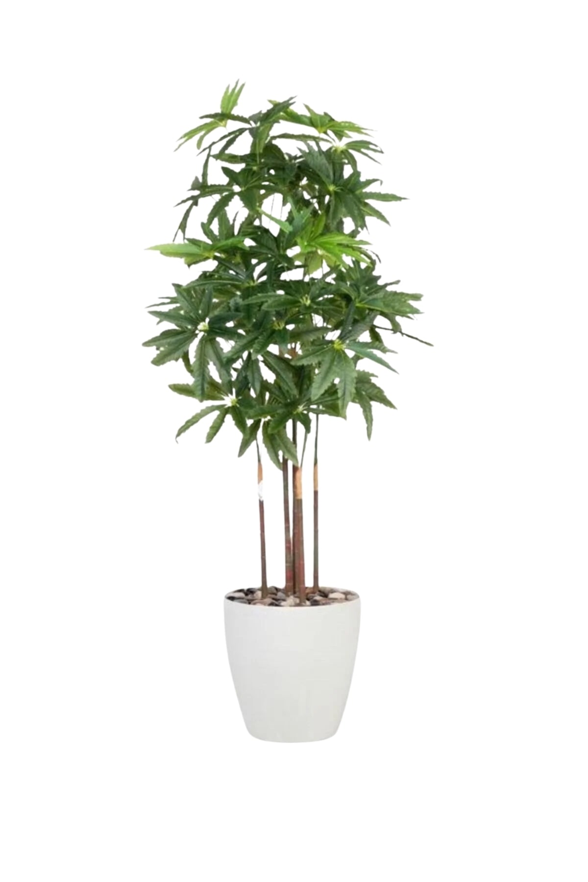 Artificial Aralia Tree 180 cm – 5 Branches in White Plastic Pot