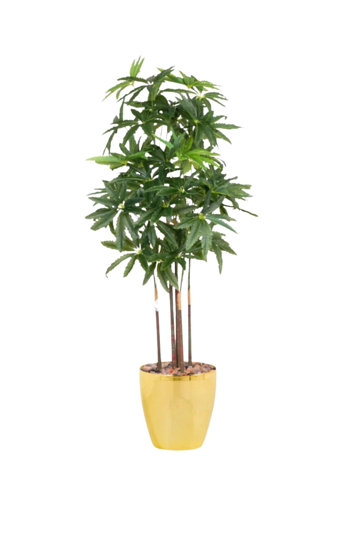 Artificial Aralia Tree 180cm with 5 Branches in Yellow Pot – Indoor Home & Office Decor