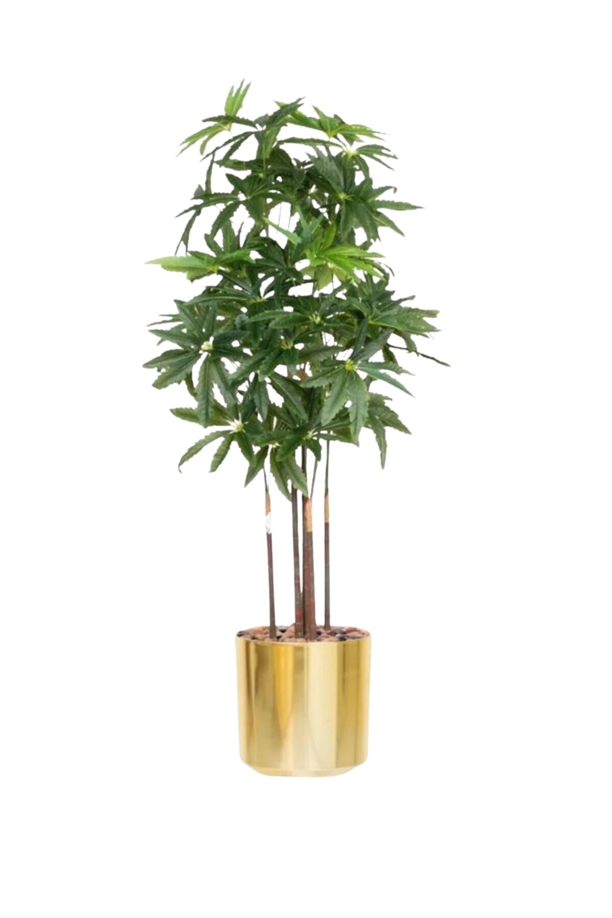 Artificial Aralia Tree 175 cm – 5 Branches in Gold Plastic Pot