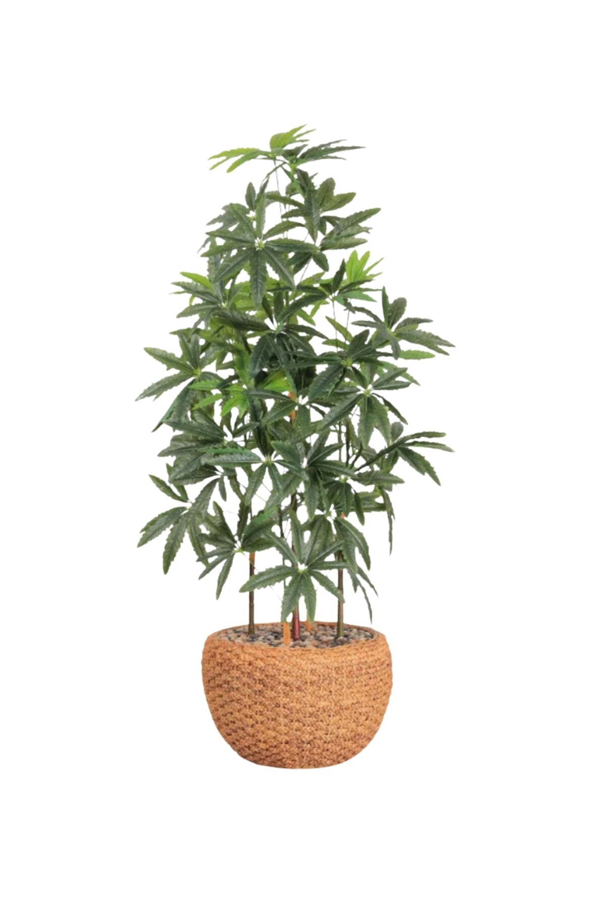 Artificial Aralia Tree 185cm with 5 Branches in Yellow Pot – Stylish Indoor Decoration