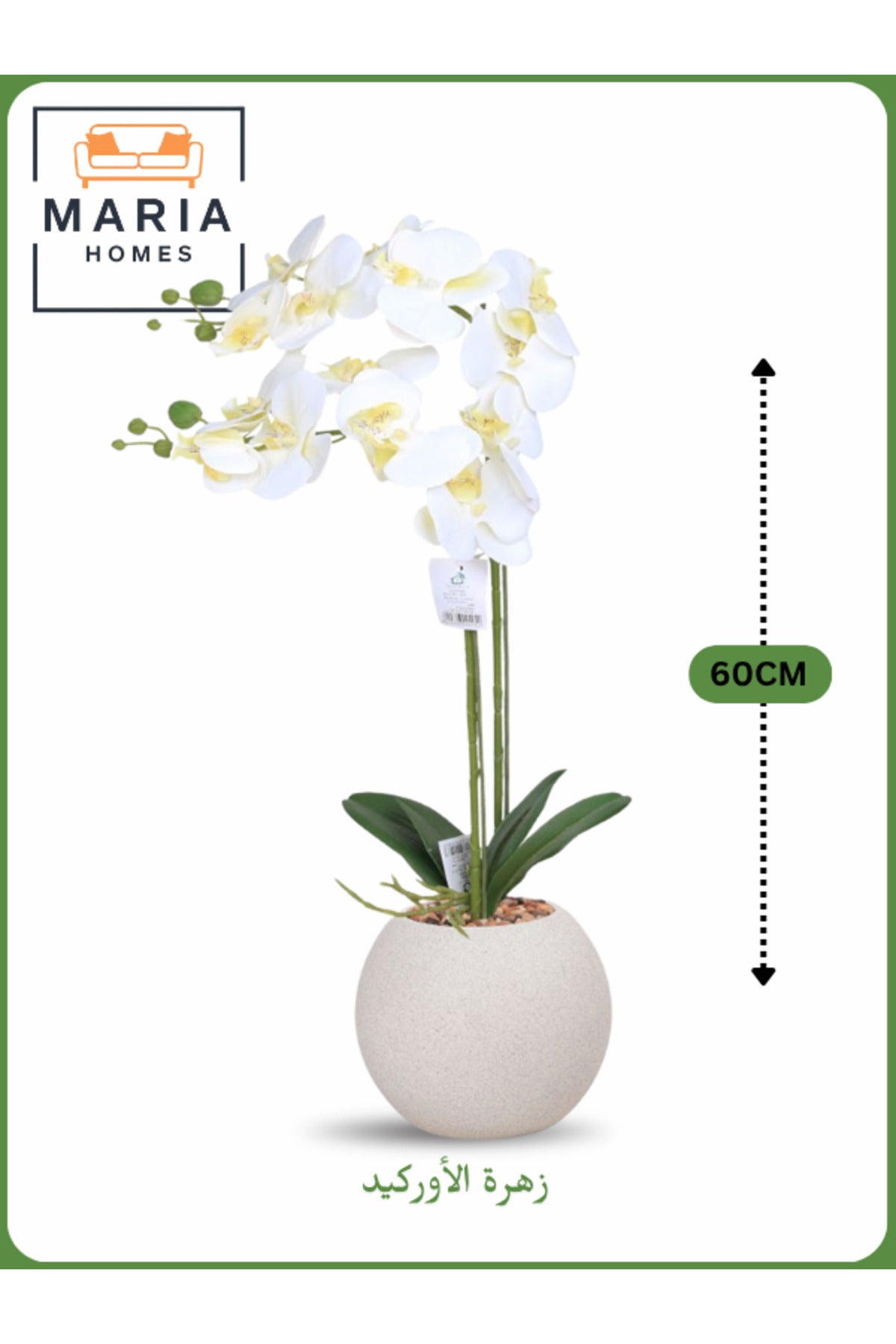 White Artificial Orchid in Off-White Pot Ð 60cm Decorative Plant with 2 Branches