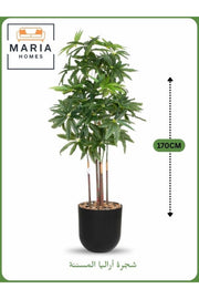 Artificial Aralia Tree 170 cm Ð 5 Branches in Black Plastic Pot