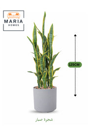 Artificial Snake Plant 125 cm Ð Indoor Decorative Plant with Light Gray Pot for home & office decor