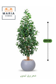 Artificial Lemon Leaf Tree 165 cm Ð Green Foliage in Round Grey Plastic Pot for home decor