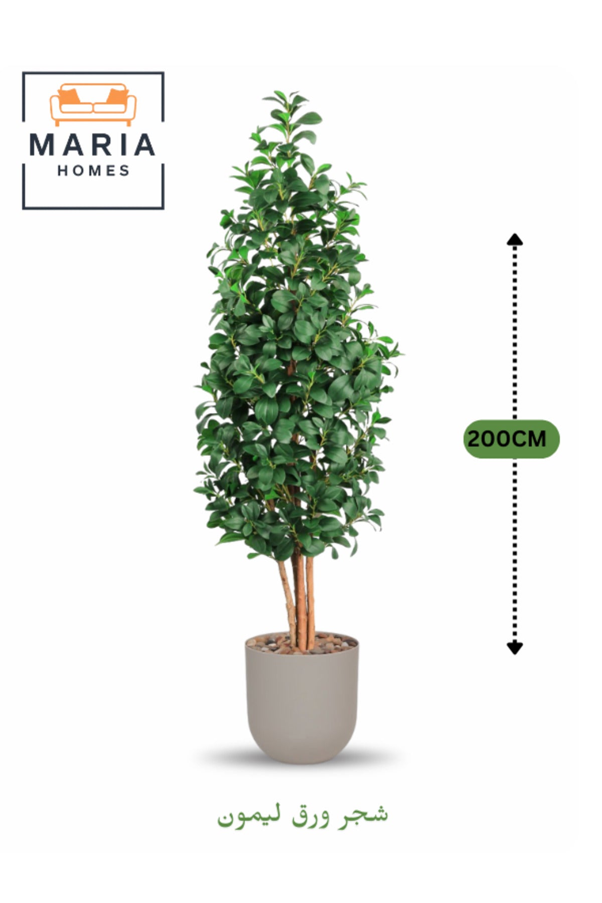 Artificial Lemon Leaf Tree 200 cm Ð Green Foliage in Light Gray Plastic Pot for home decor