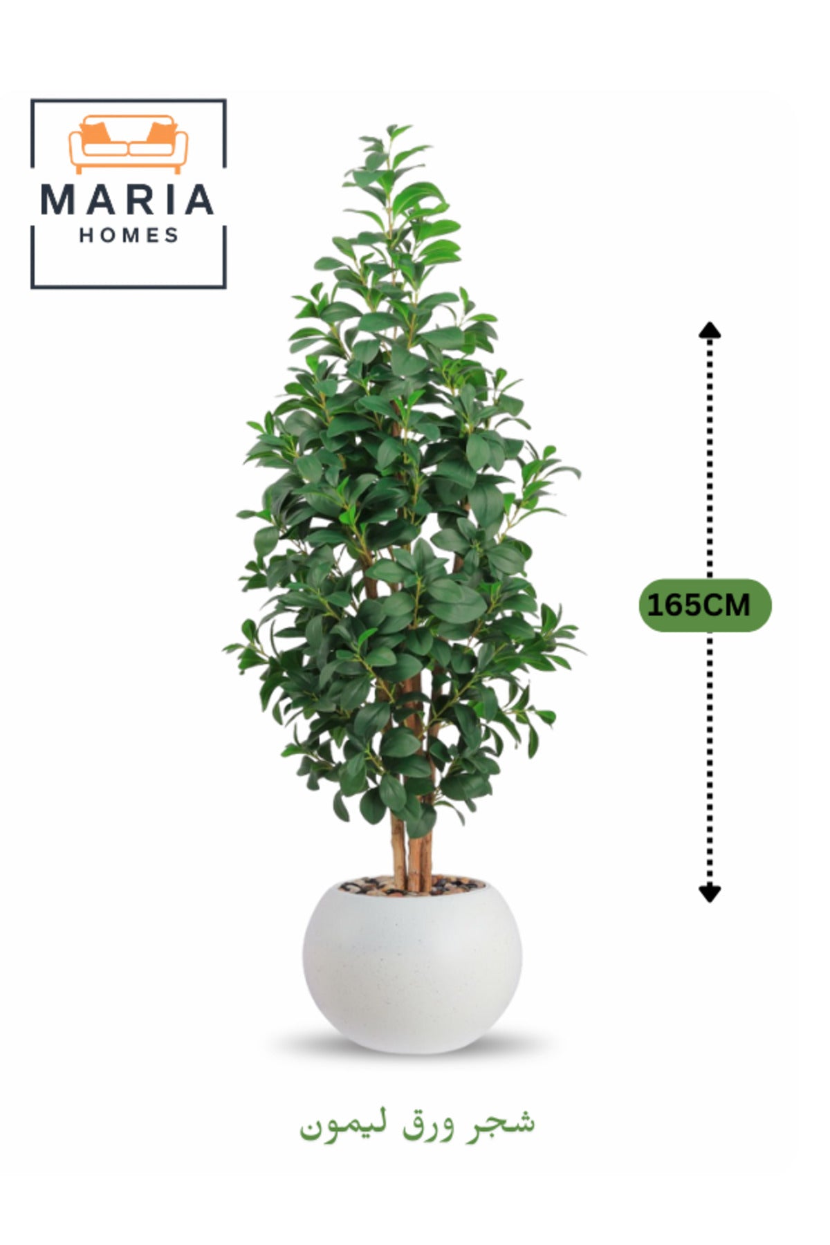 Artificial Lemon Leaf Tree 165 cm Ð Green Foliage in Round Off-White Plastic Pot for home decor