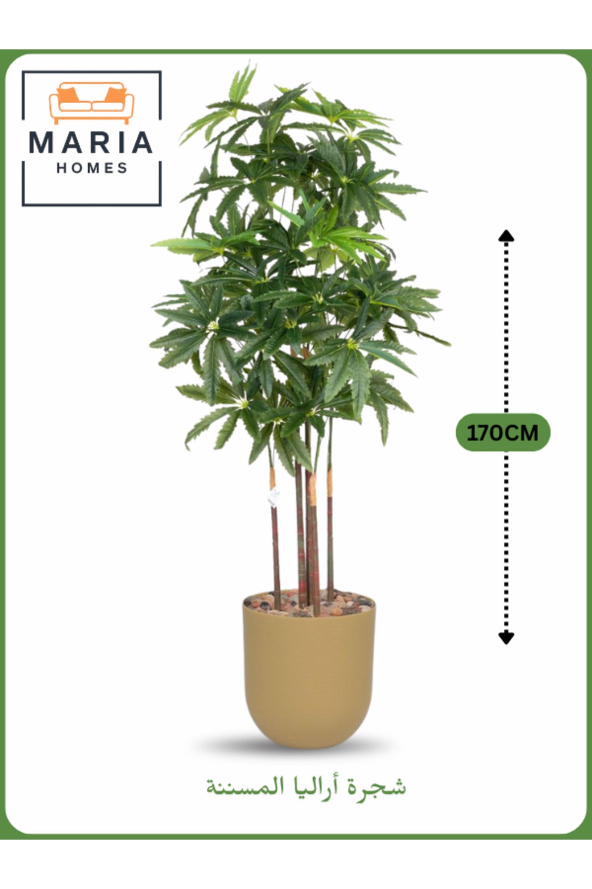 Artificial Aralia Tree 170 cm Ð 5 Branches with Beige Plastic Pot