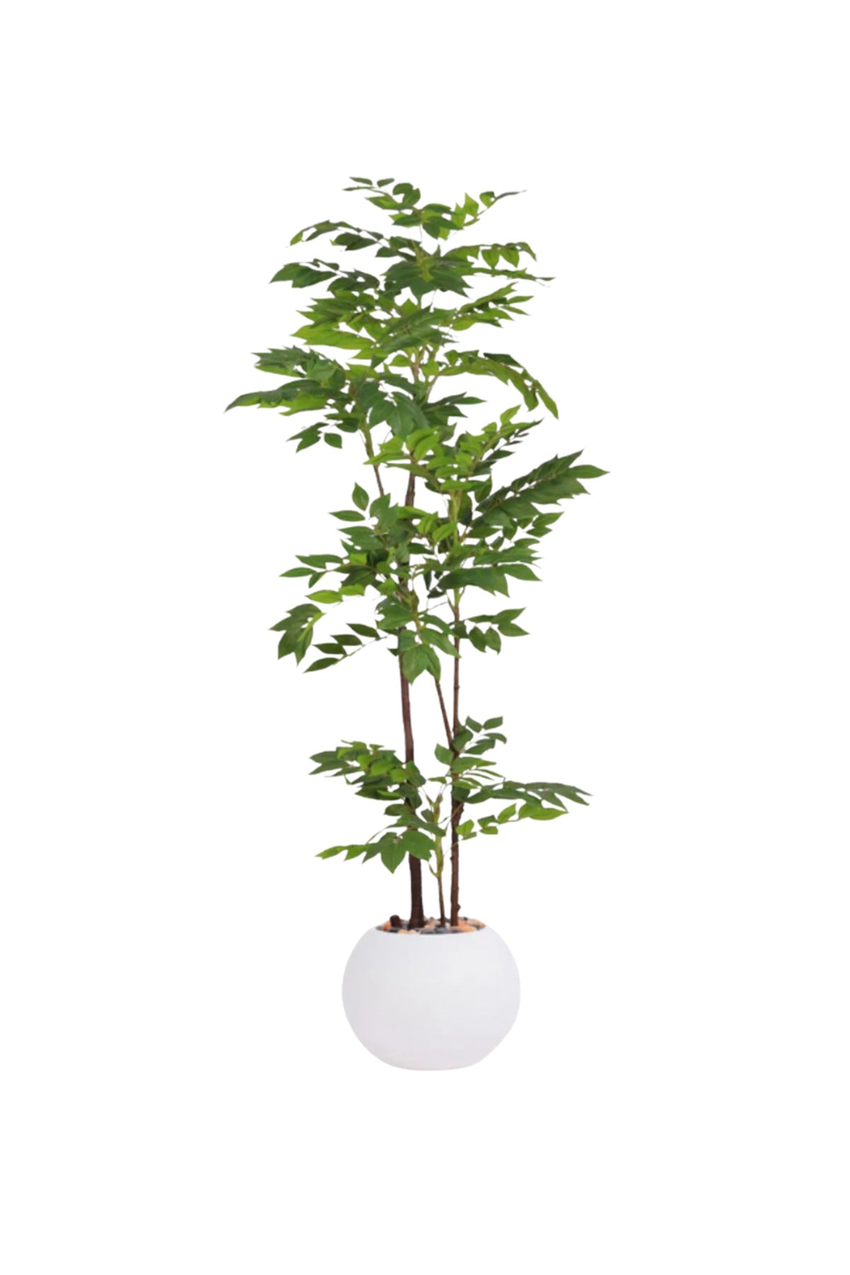 Artificial Ficus Tree 150 cm – Indoor Decorative Plant with White Pot